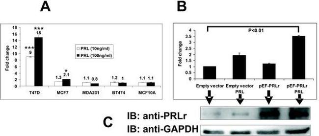 Prolactin Receptor Antibody in Western Blot (WB)