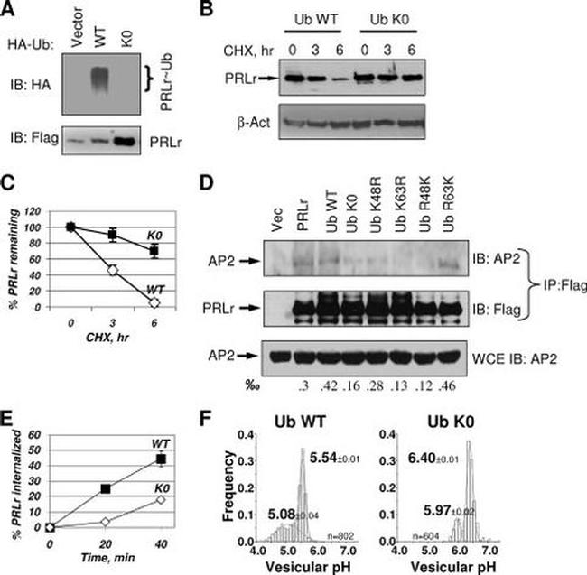 Prolactin Receptor Antibody in Western Blot (WB)