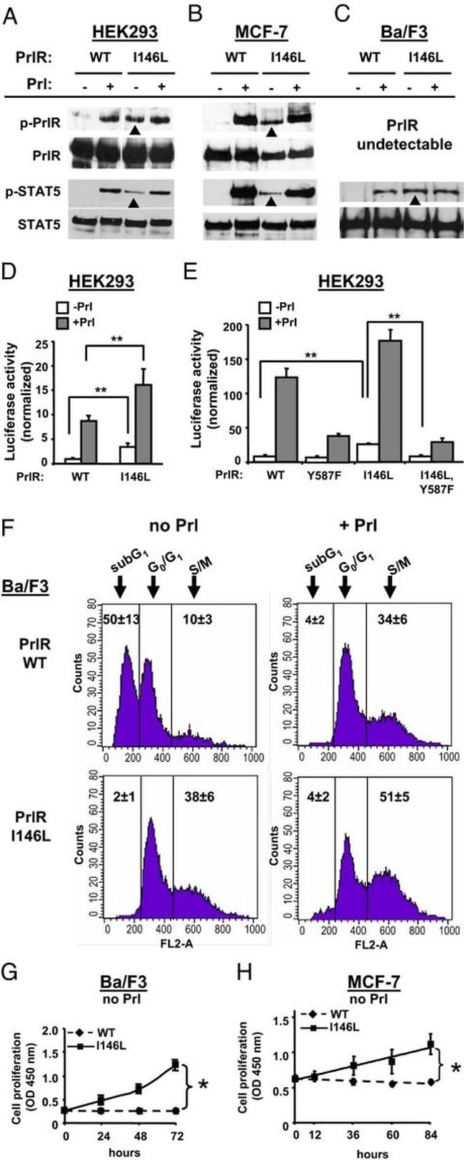 Prolactin Receptor Antibody in Western Blot (WB)