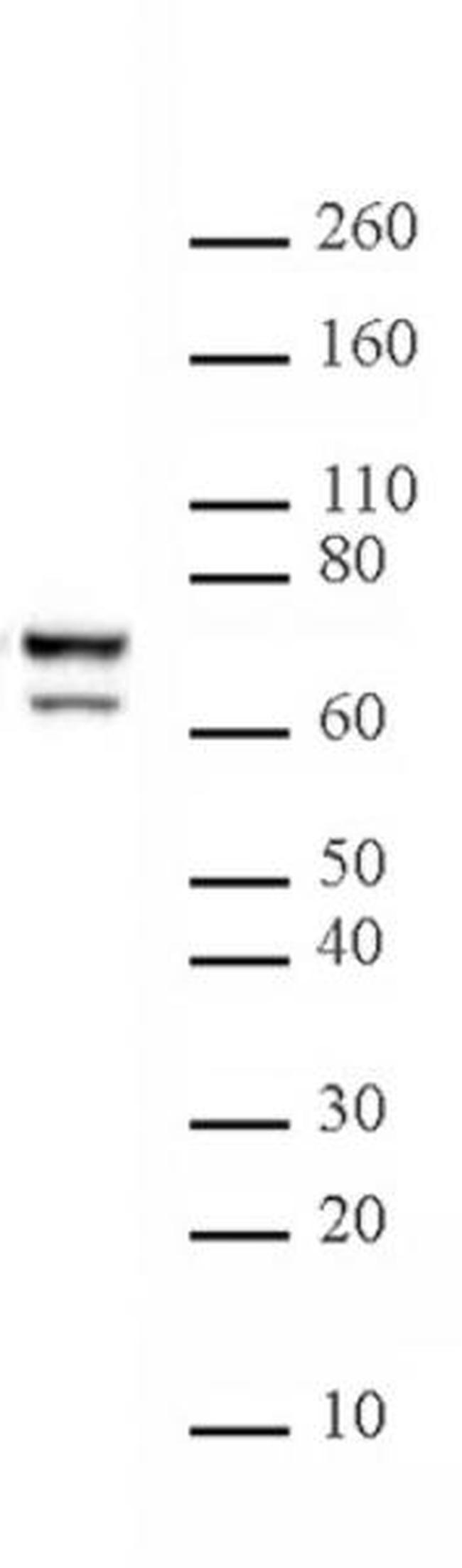 Lamin A/C Antibody in Western Blot (WB)