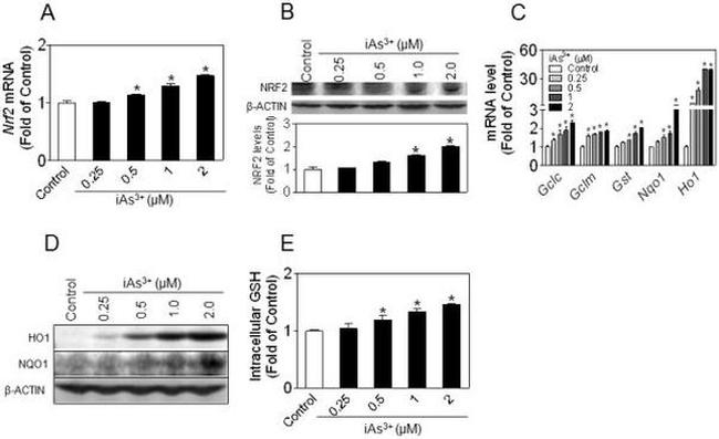 NQO1 Antibody in Western Blot (WB)