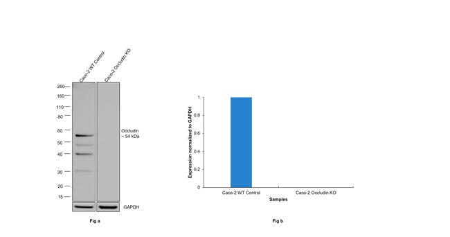 Occludin Antibody in Western Blot (WB)