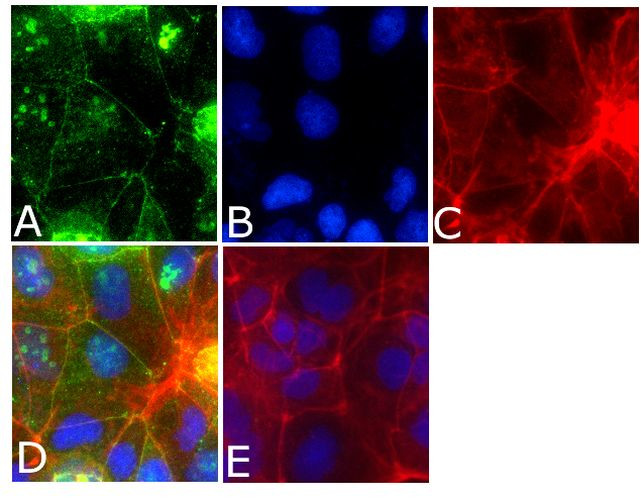 Occludin Antibody in Immunocytochemistry (ICC/IF)