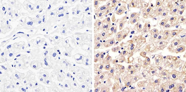 Occludin Antibody in Immunohistochemistry (Paraffin) (IHC (P))