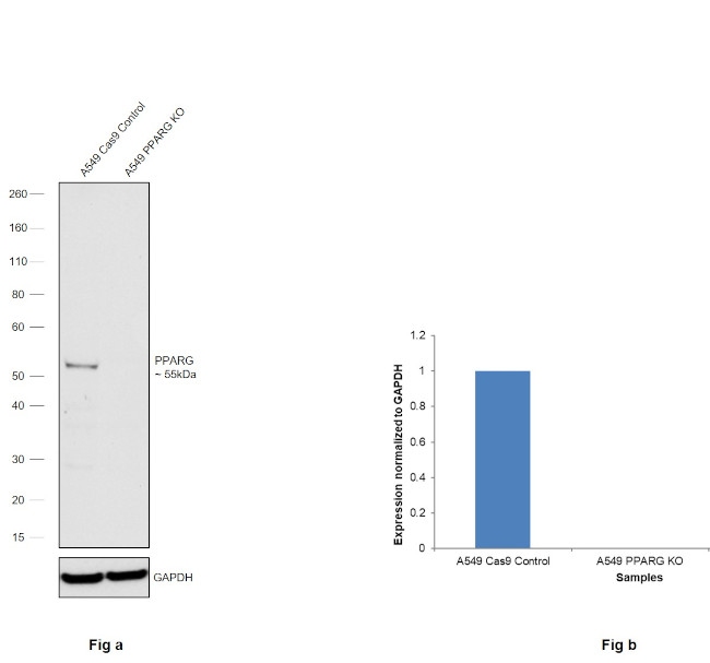 PPAR gamma Antibody