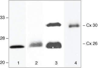 Connexin 26 Antibody in Western Blot (WB)