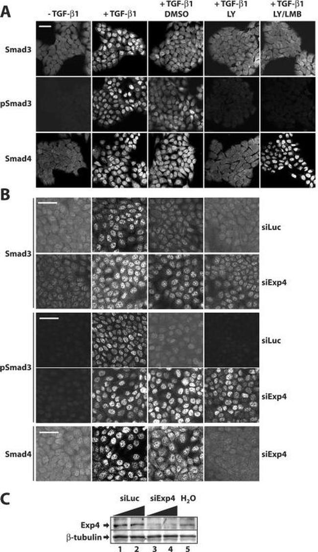 SMAD3 Antibody in Immunocytochemistry (ICC/IF)