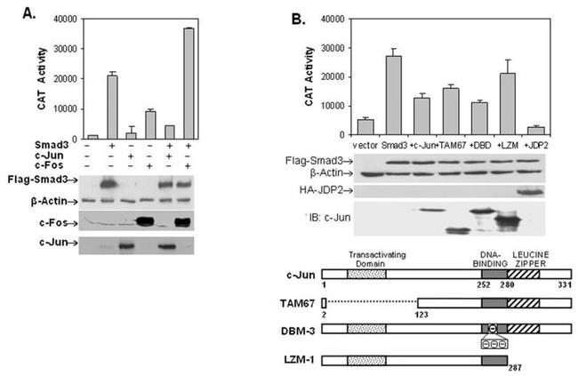 SMAD3 Antibody in Western Blot (WB)