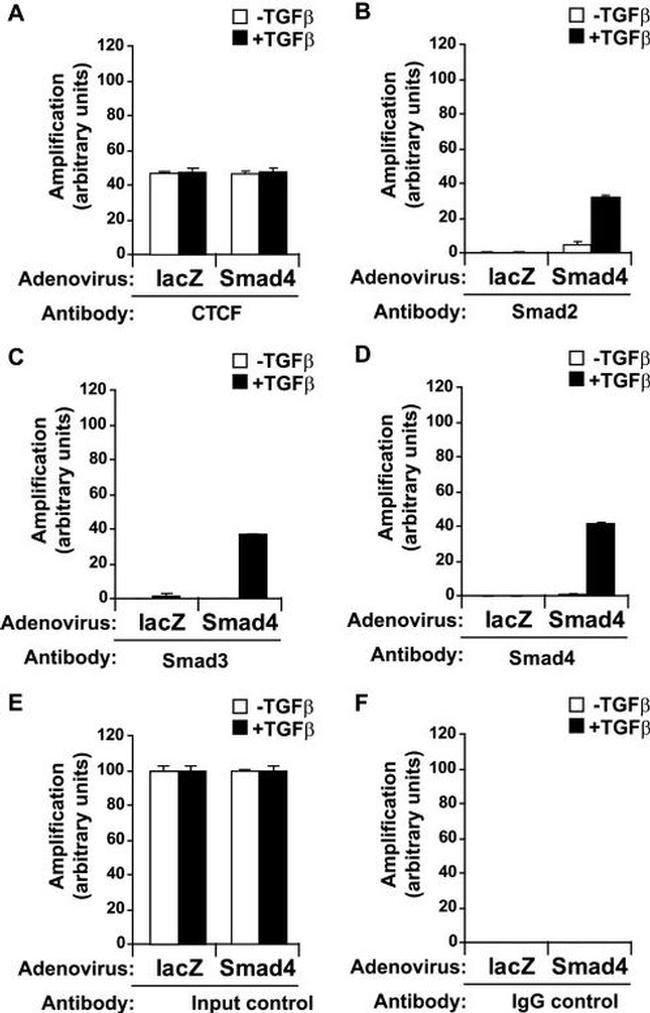 SMAD3 Antibody in ChIP Assay (ChIP)