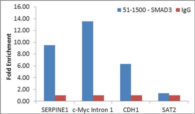 SMAD3 Antibody