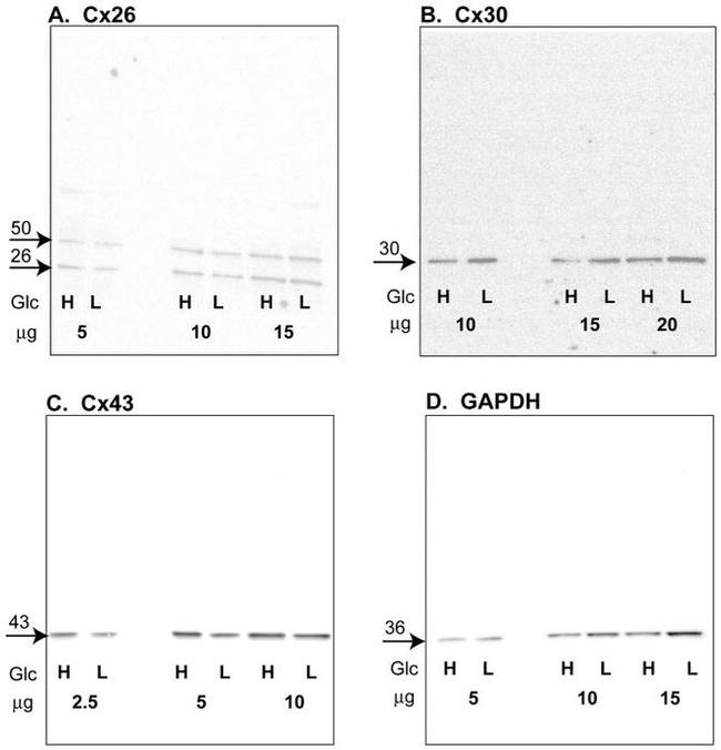 Connexin 26 Antibody in Western Blot (WB)