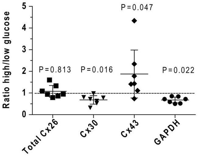 Connexin 26 Antibody in Western Blot (WB)