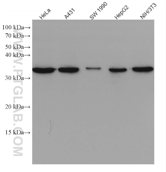 Cyclin D1 Antibody in Western Blot (WB)