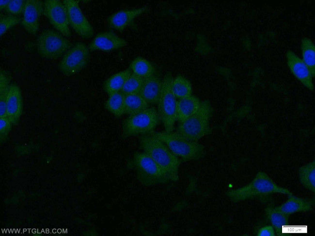 AKT Antibody in Immunocytochemistry (ICC/IF)