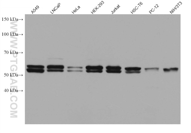 AKT Antibody in Western Blot (WB)