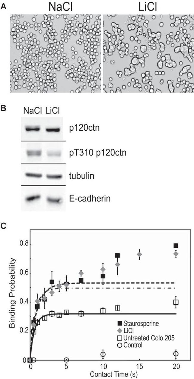 alpha Tubulin Antibody in Western Blot (WB)