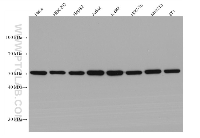 alpha Tubulin Antibody in Western Blot (WB)