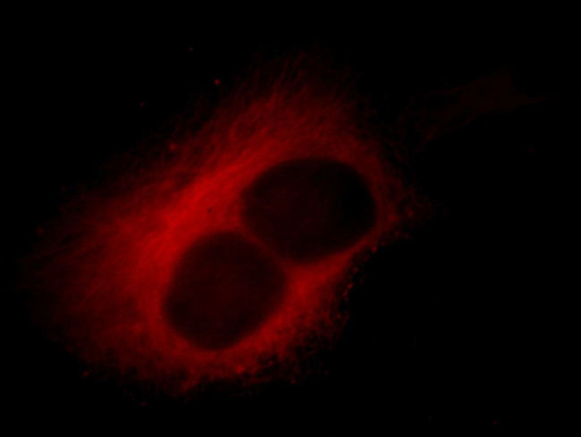 alpha Tubulin Antibody in Immunocytochemistry (ICC/IF)