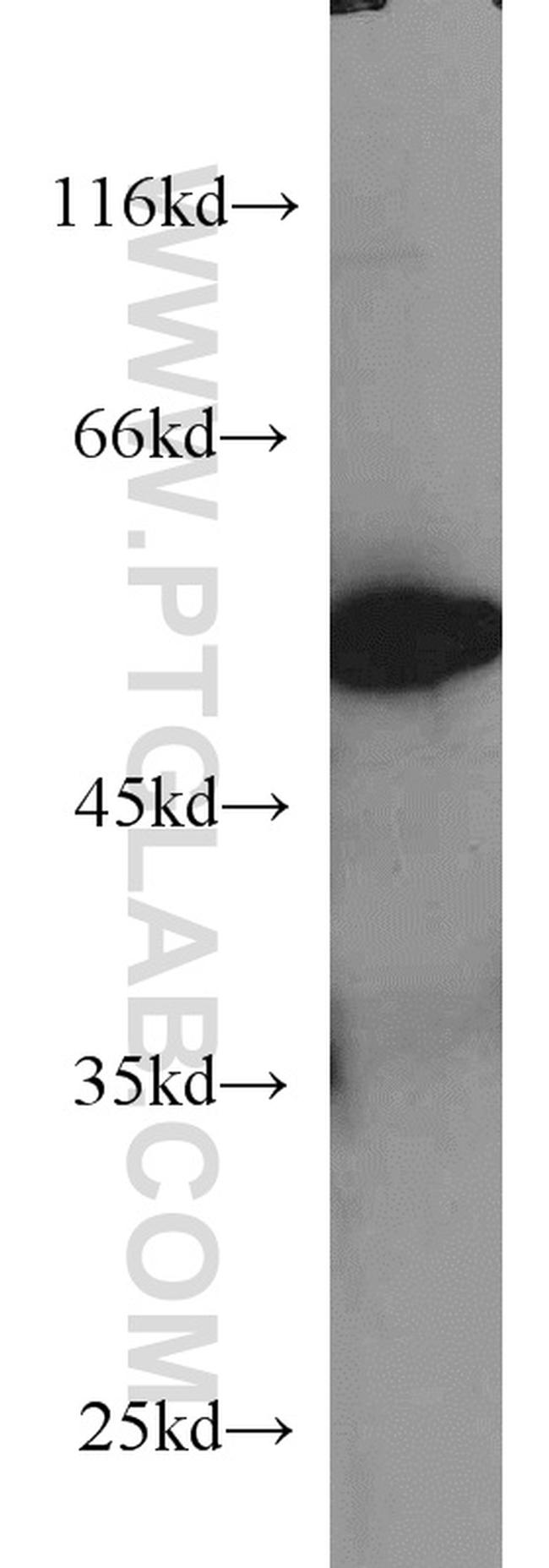 alpha Tubulin Antibody in Western Blot (WB)