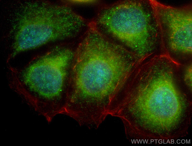 VEGFA Antibody in Immunocytochemistry (ICC/IF)