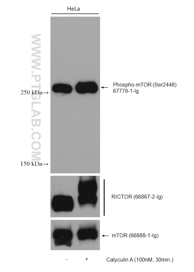 mTOR Antibody in Western Blot (WB)