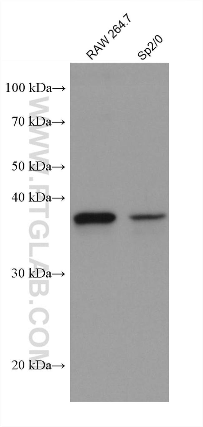 AIM2 Antibody in Western Blot (WB)