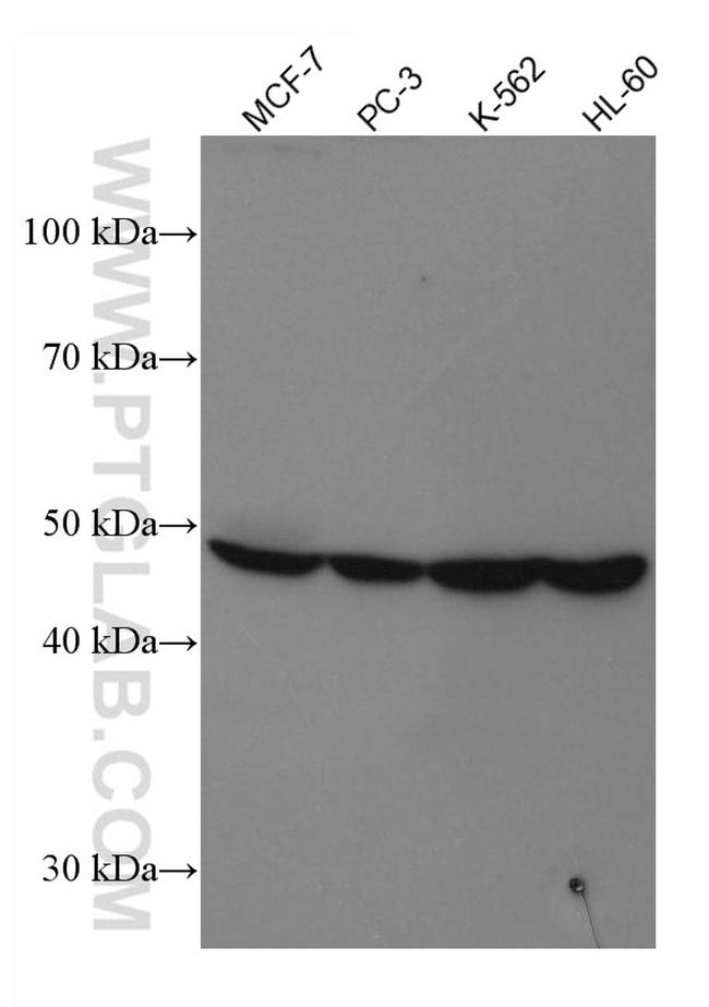 PPARG Antibody in Western Blot (WB)