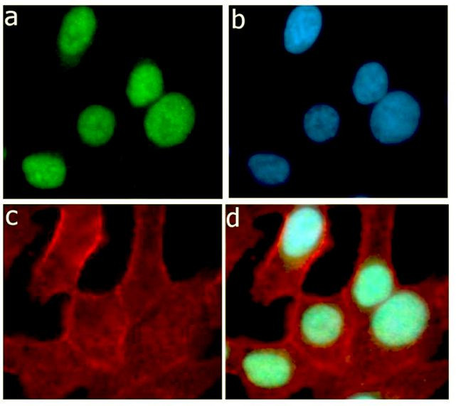 Ki-67 Antibody in Immunocytochemistry (ICC/IF)