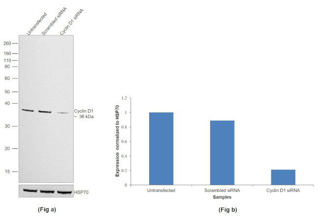 Cyclin D1 Antibody