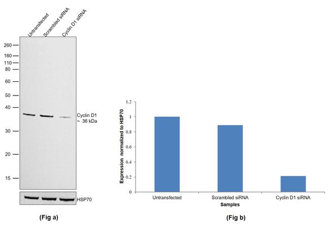 Cyclin D1 Antibody in Western Blot (WB)