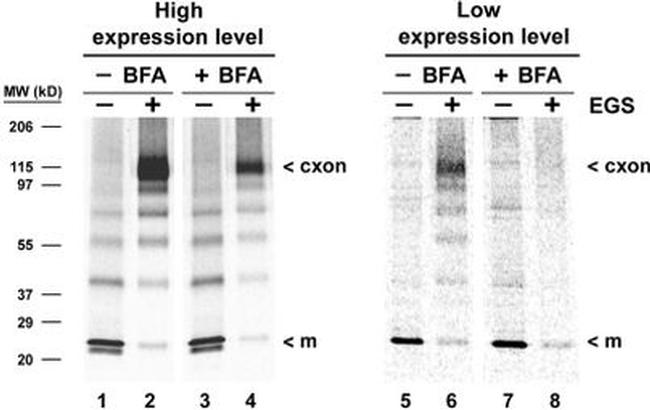 Connexin 26 Antibody in Western Blot (WB)