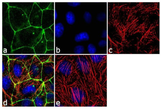 Occludin Antibody in Immunocytochemistry (ICC/IF)