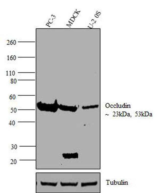 Occludin Antibody in Western Blot (WB)