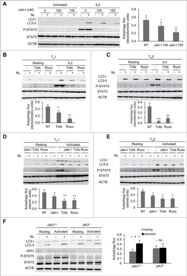 Phospho-STAT5 alpha (Tyr694) Antibody in Western Blot (WB)