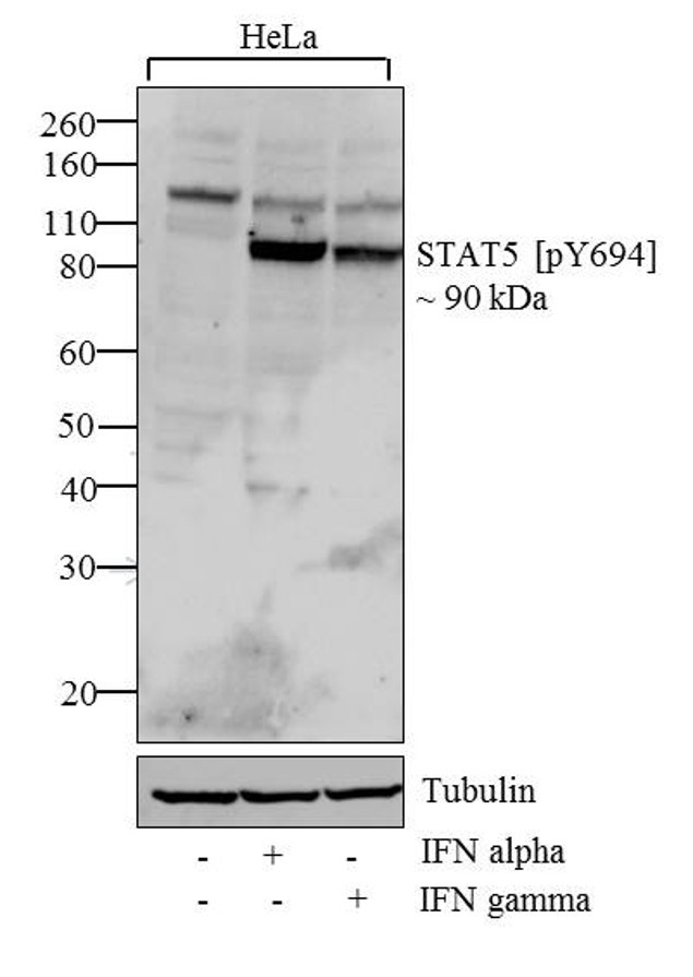 Phospho-STAT5 alpha (Tyr694) Antibody in Western Blot (WB)