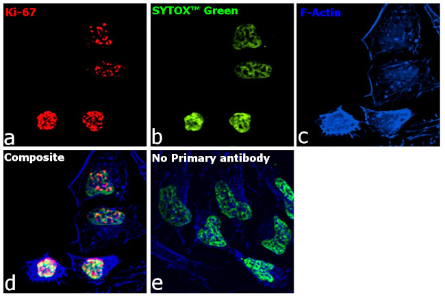 Ki-67 Antibody in Immunocytochemistry (ICC/IF)