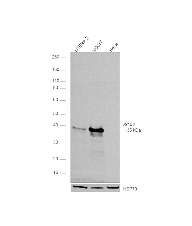 SOX2 Recombinant Monoclonal Antibody (Btjce) (740013T)