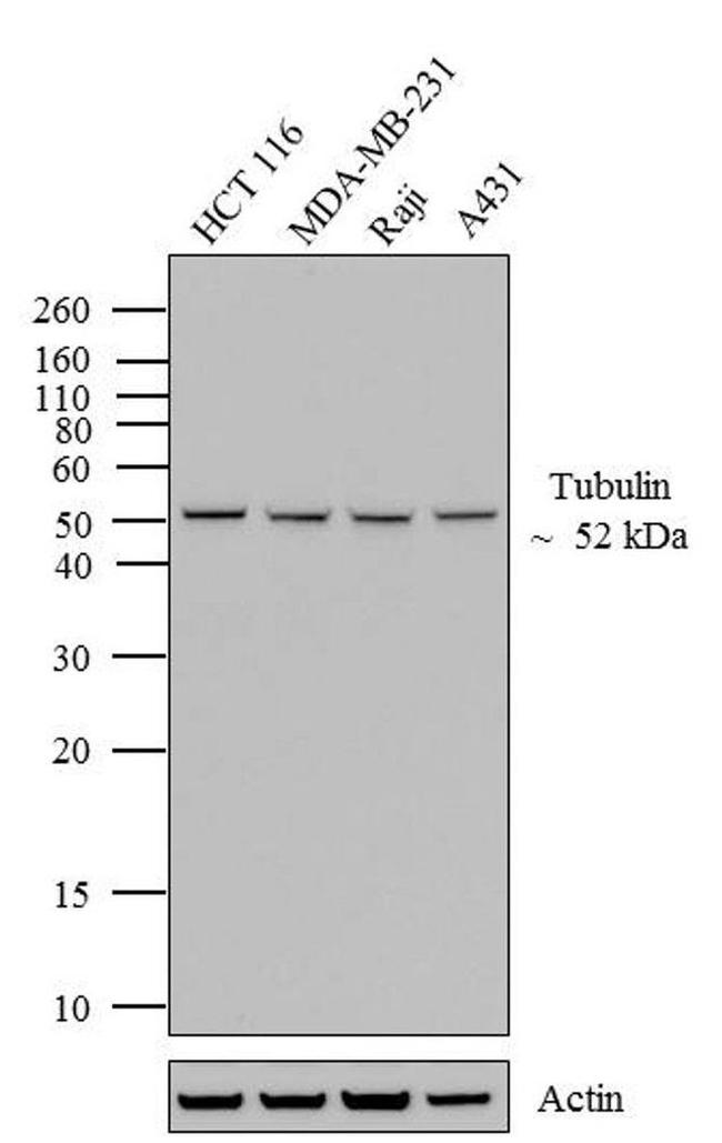 alpha Tubulin Antibody in Western Blot (WB)