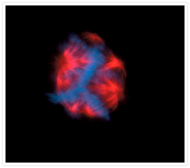 alpha Tubulin Antibody in Immunocytochemistry (ICC/IF)