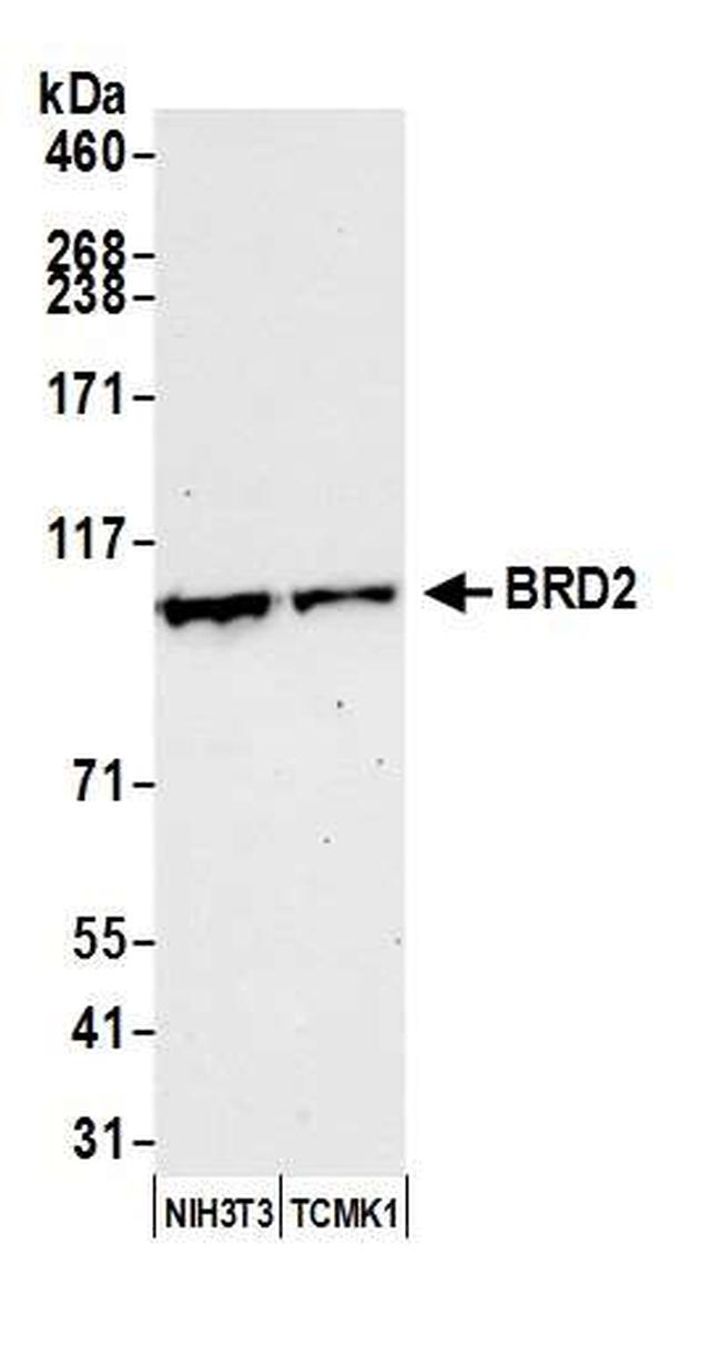 BRD2 Antibody in Western Blot (WB)