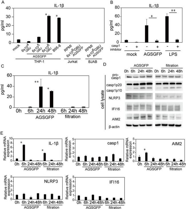 AIM2 Antibody in Western Blot (WB)