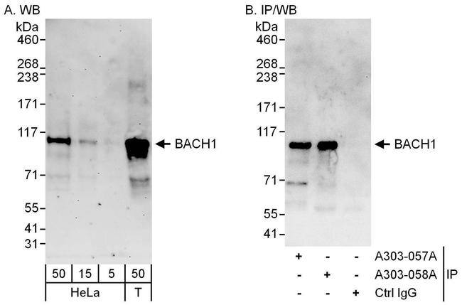 BACH1 Antibody in Western Blot (WB)