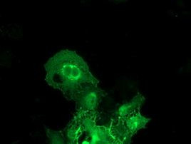 BAIAP2 Antibody in Immunocytochemistry (ICC/IF)