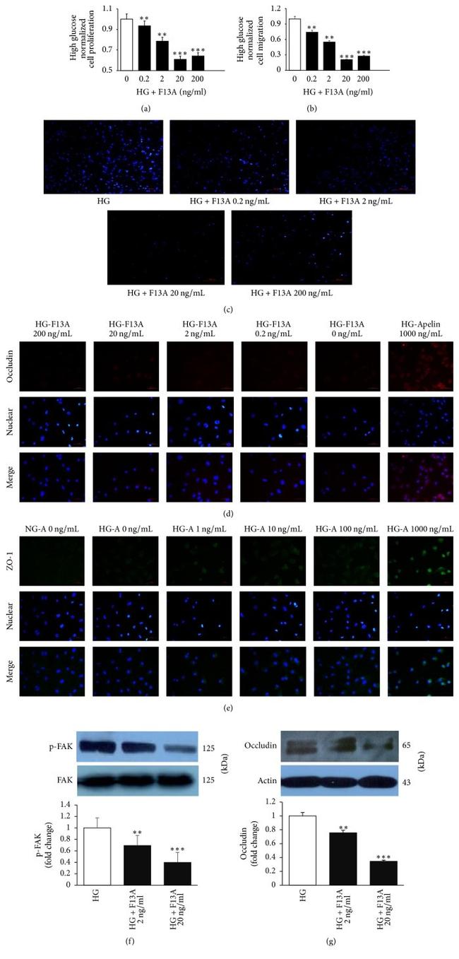 Occludin Antibody in Immunocytochemistry (ICC/IF)