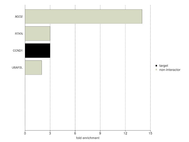 Cyclin D1 Antibody