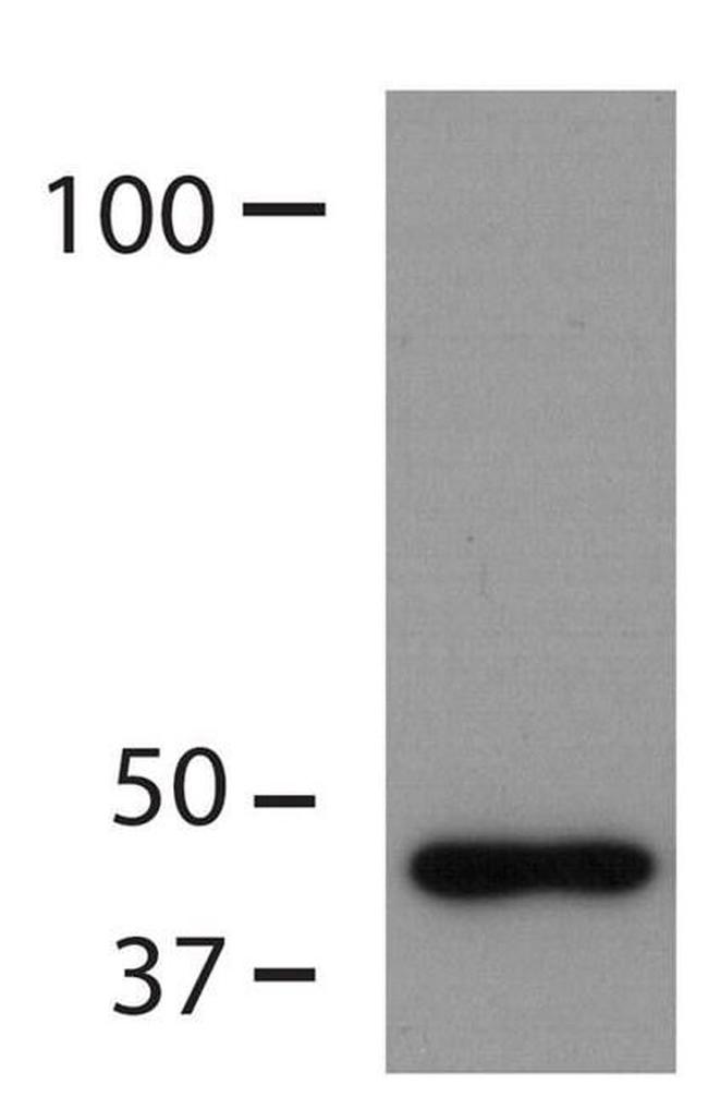 beta Actin Loading Control Antibody in Western Blot (WB)