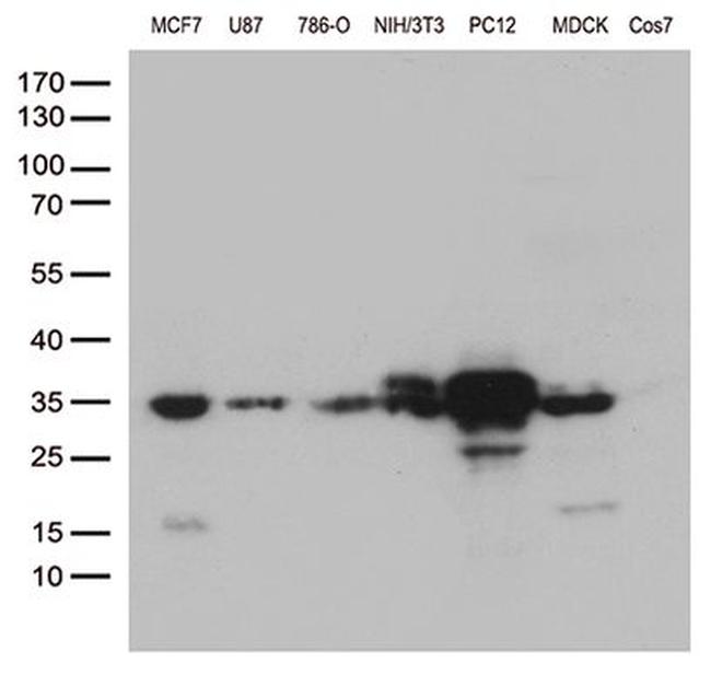 CCND1 Antibody in Western Blot (WB)