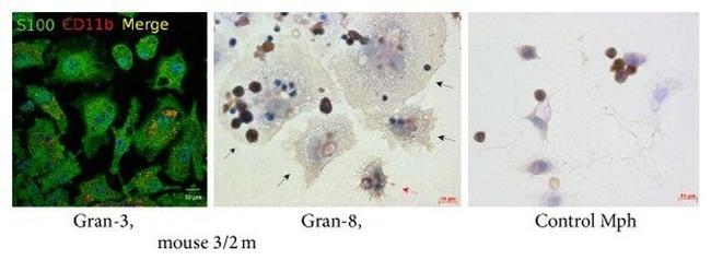 CD11b Antibody in Immunocytochemistry (ICC/IF)