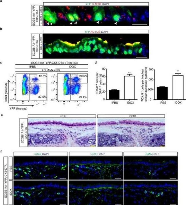 CD45 Antibody in Immunohistochemistry (Frozen) (IHC (F))