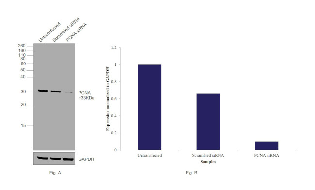 PCNA Antibody in Western Blot (WB)